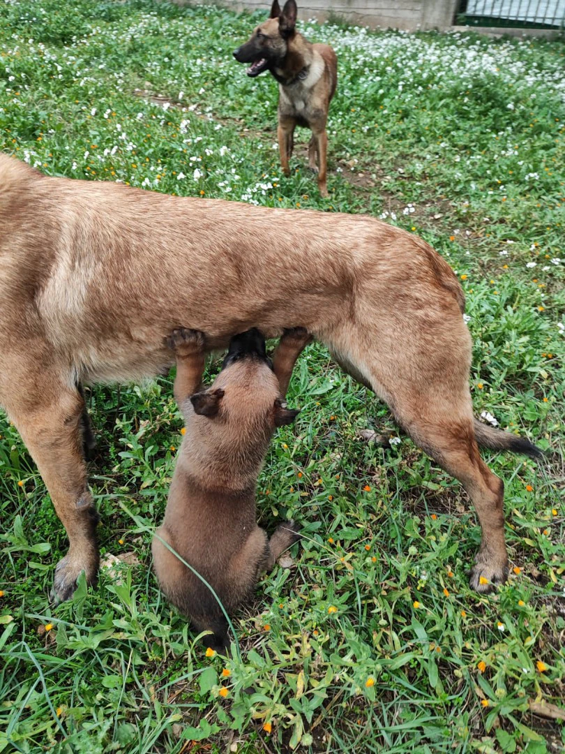 Allevamento Pastore Belga Malinois Puglia Campania Basilicata | Foto 1