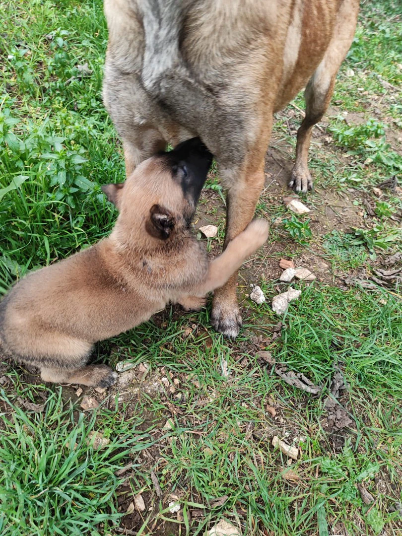 Allevamento Pastore Belga Malinois Puglia Campania Basilicata | Foto 6