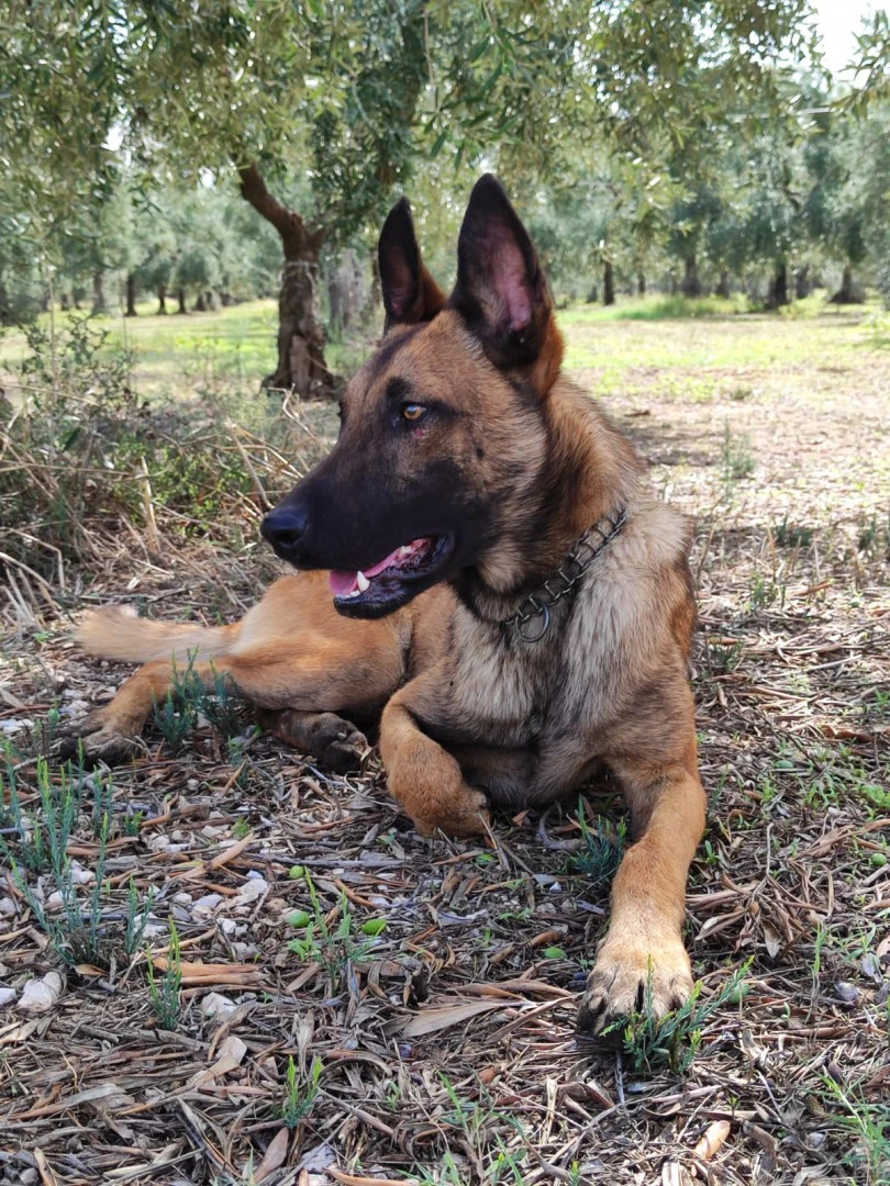 Allevamento Pastore Belga Malinois Puglia Campania Basilicata | Foto 2