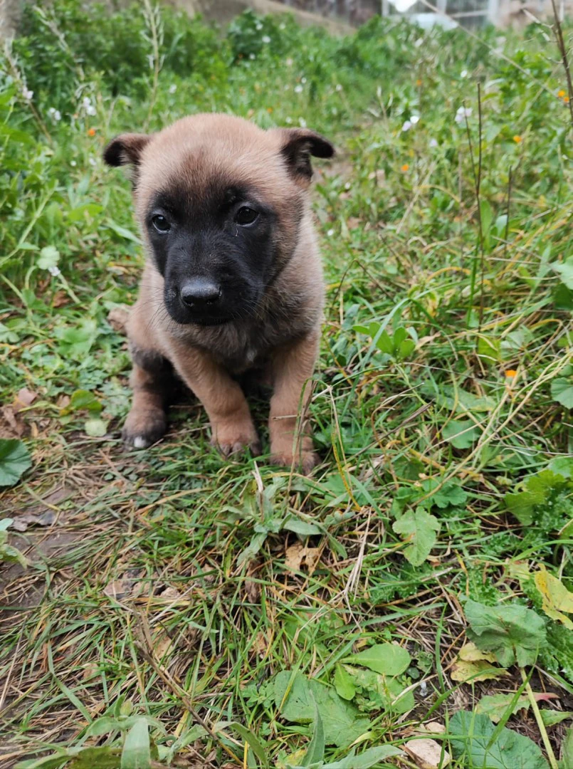 Allevamento Pastore Belga Malinois Puglia Campania Basilicata | Foto 3