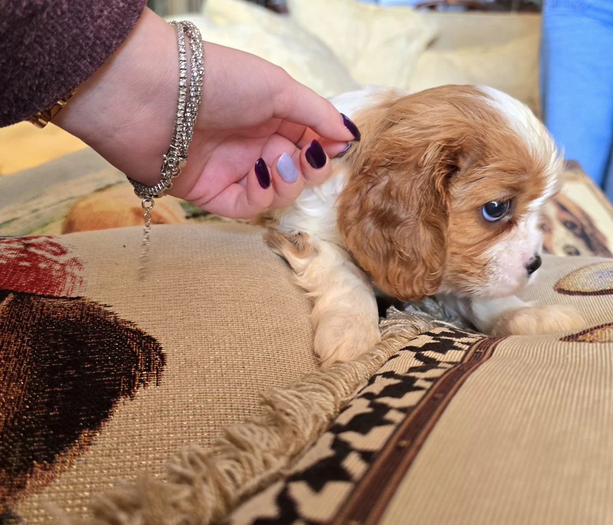 Cuccioli di Cavalier King  | Foto 1