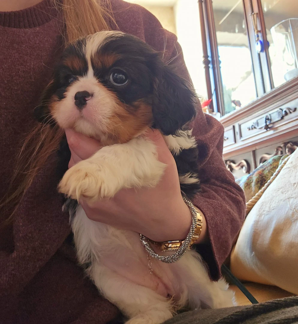 Cuccioli di Cavalier King  | Foto 8