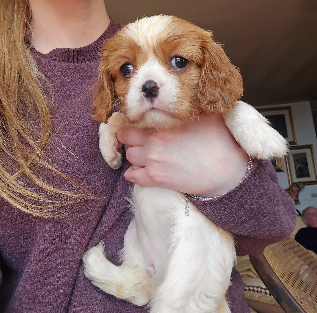 Cuccioli di Cavalier King  | Foto 2