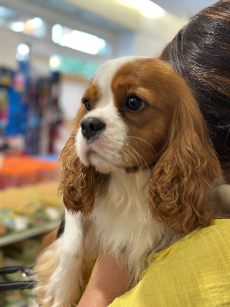 Cuccioli di Cavalier King  | Foto 10