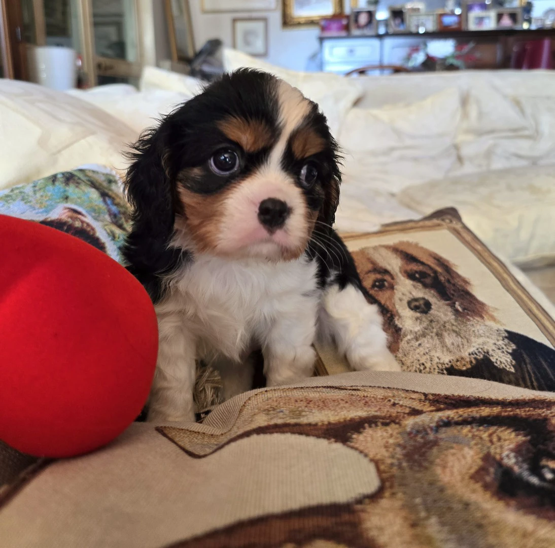 Cuccioli di Cavalier King  | Foto 6