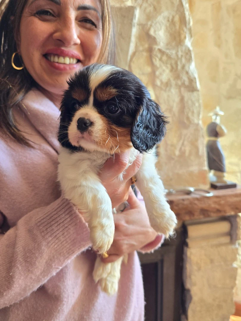 Cuccioli di Cavalier King  | Foto 5