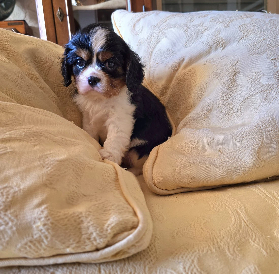 Cuccioli di Cavalier King  | Foto 7