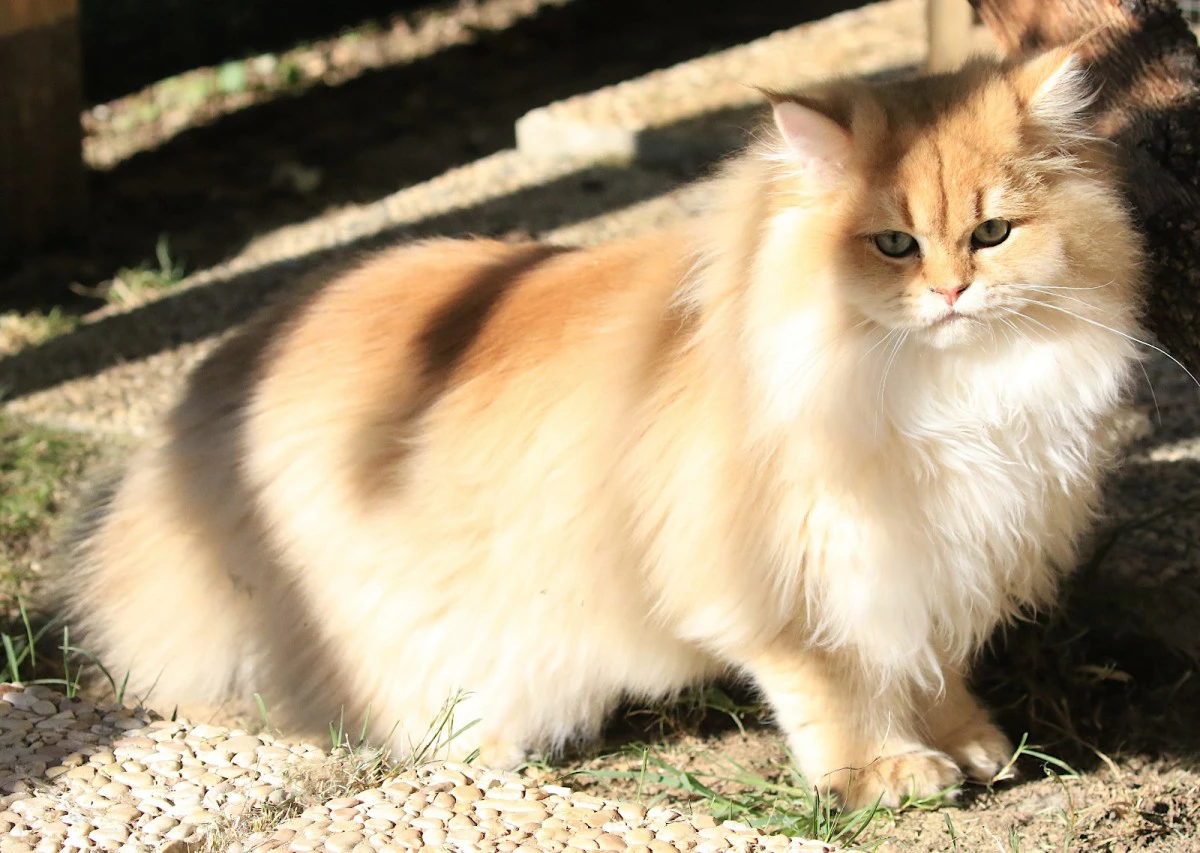 Cucciolo British Long Hair  | Foto 5