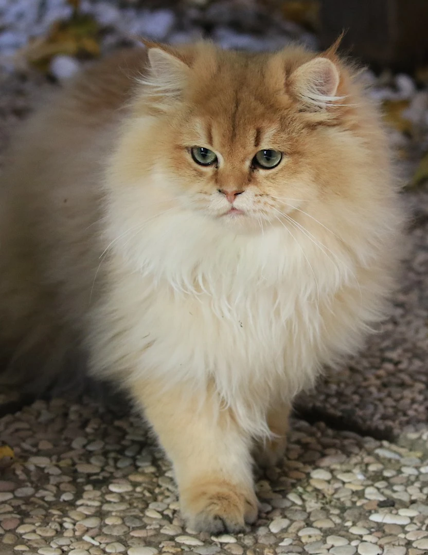 Cucciolo British Long Hair  | Foto 3