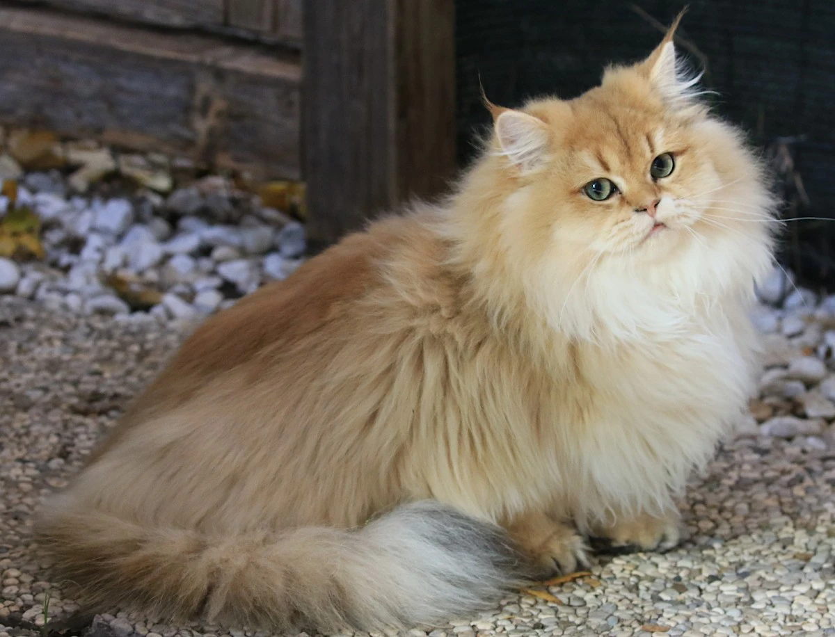 Cucciolo British Long Hair  | Foto 7