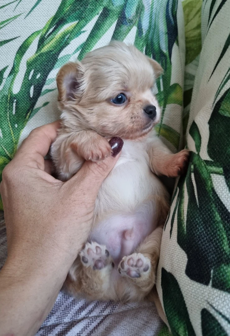 Chihuahua pelo lungo  | Foto 6