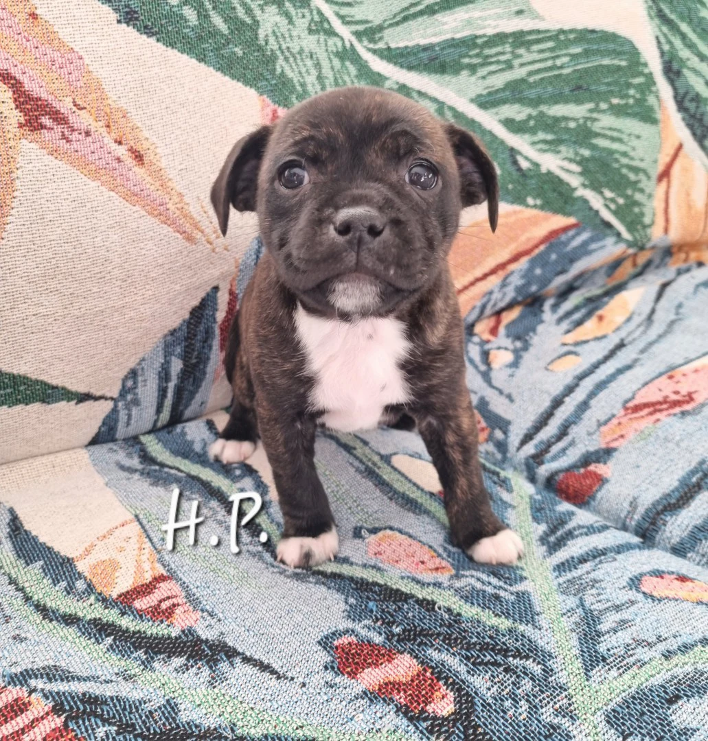 Staffordshire bull terrier cuccioli staffy  | Foto 4