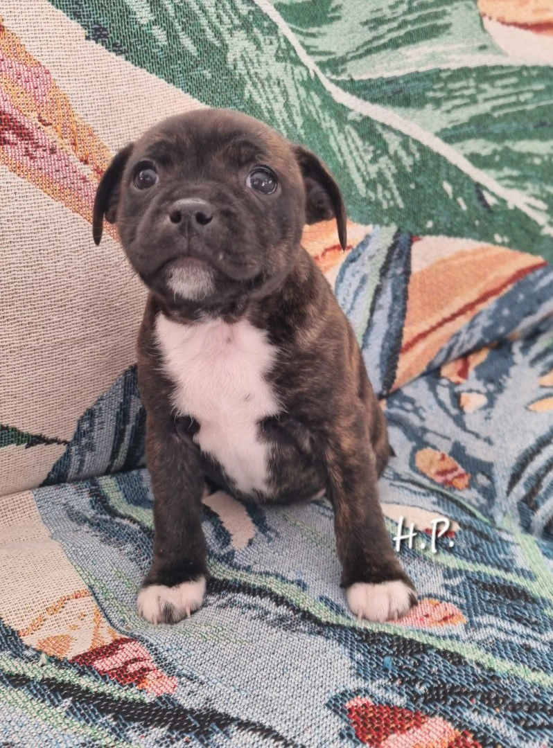 Staffordshire bull terrier cuccioli staffy  | Foto 1