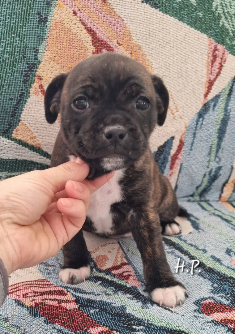 Staffordshire bull terrier cuccioli staffy  | Foto 3