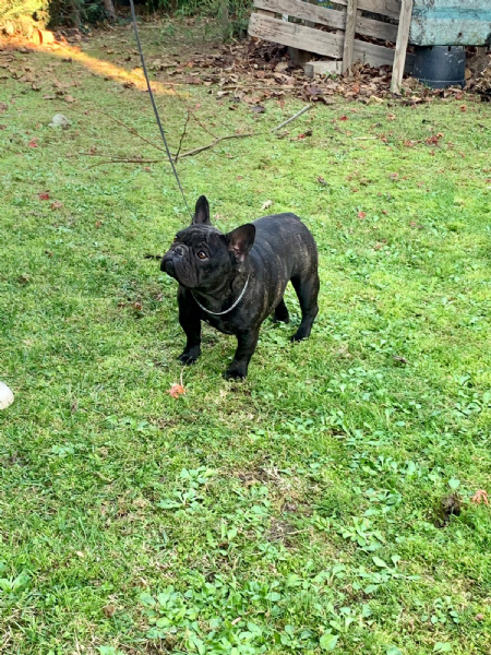 Vendita cucciolo Bouledogue Francese da Allevamento a Ravenna