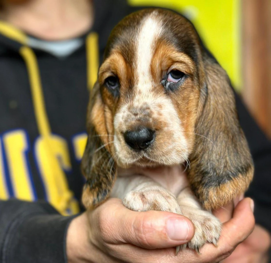 cuccioli di bassethound | Foto 1