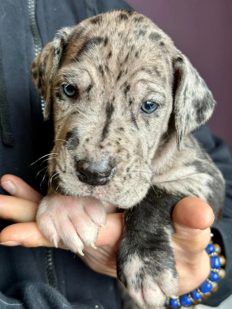 cuccioli di alano | Foto 1