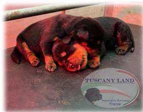 Cuccioli di Rottweiler con pedigree | Foto 1