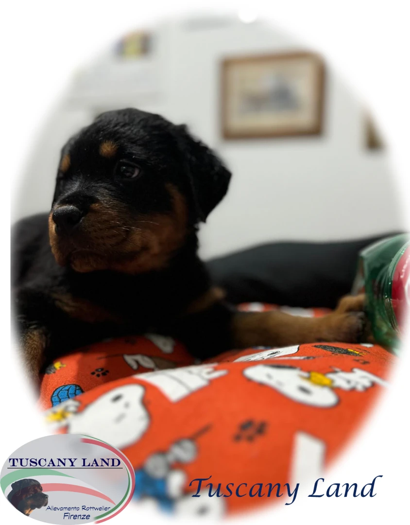 Cuccioli di Rottweiler con pedigree | Foto 2