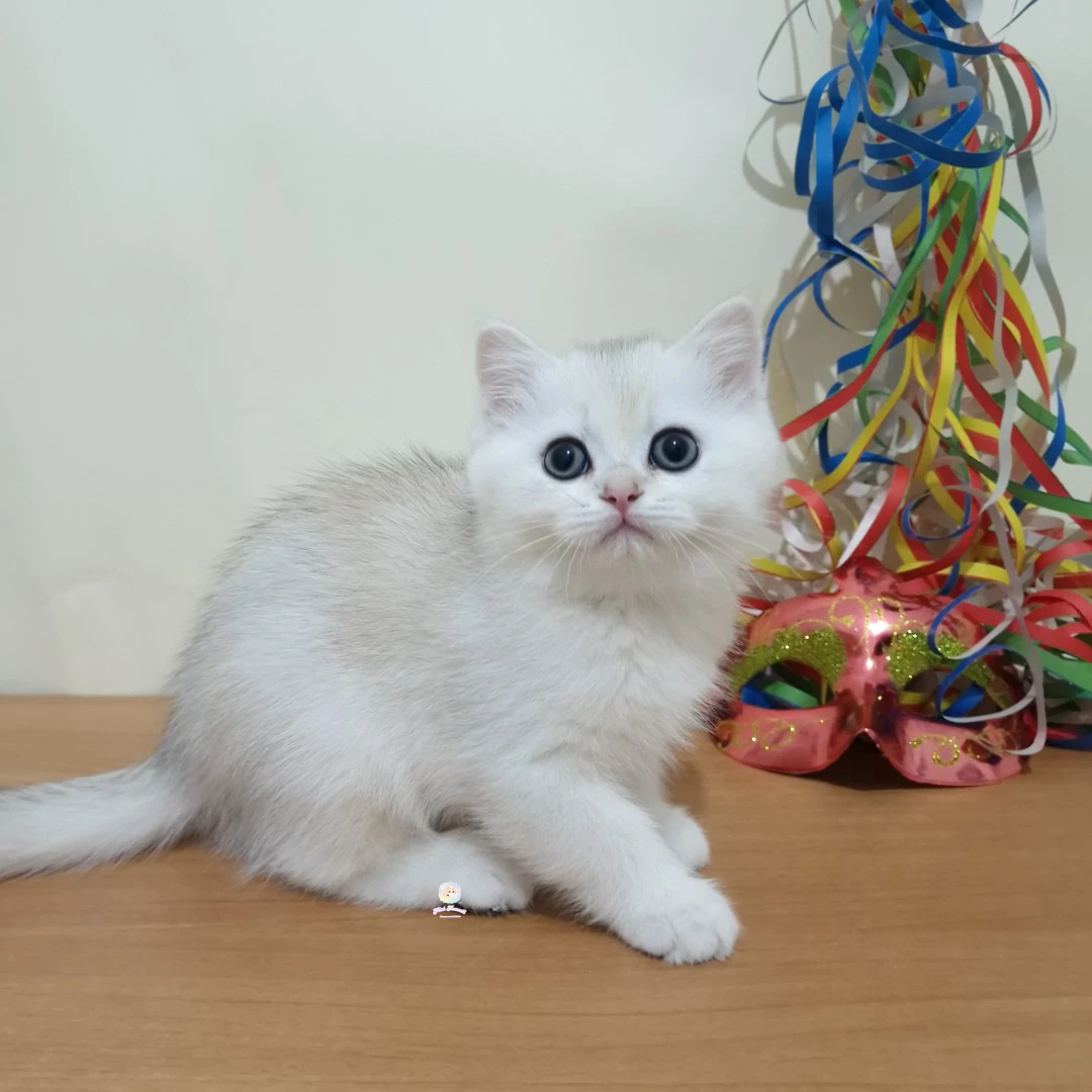 British shorthair maschietto  | Foto 4