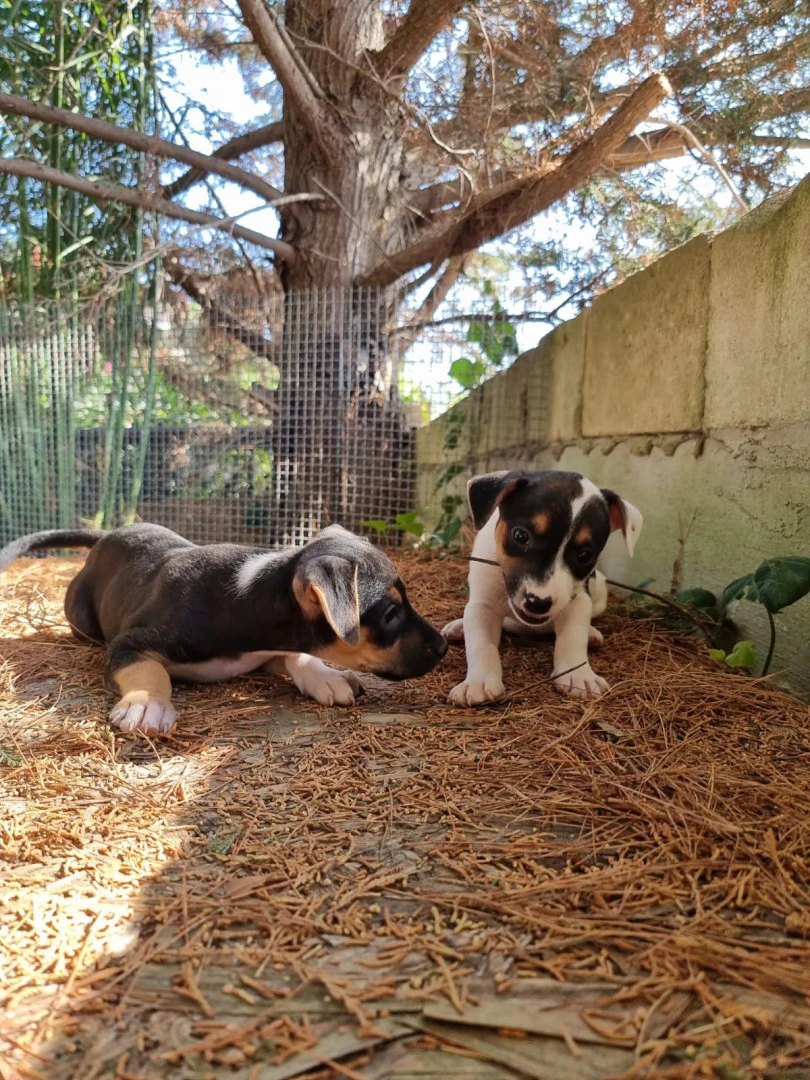 Cuccioli Amstaff Tricolore in Puglia | Foto 7