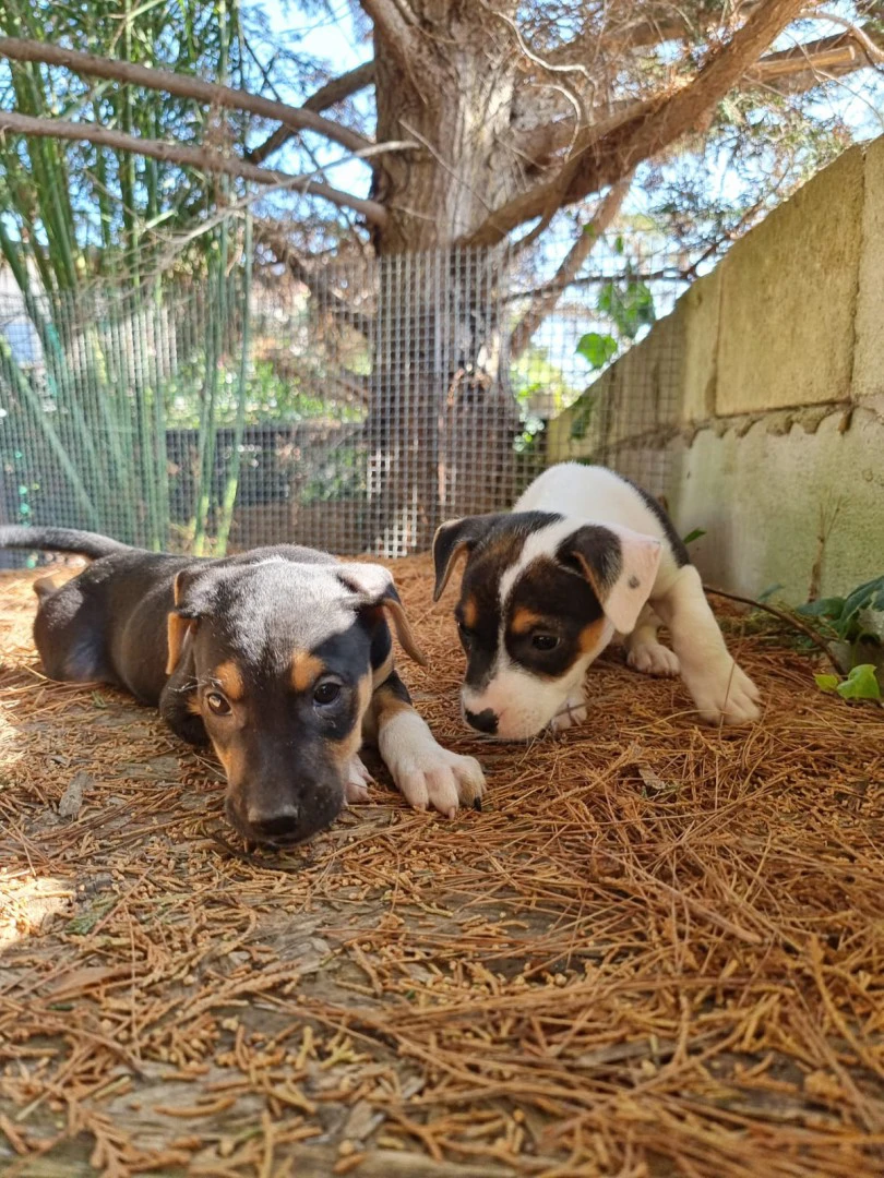 Cuccioli Amstaff Tricolore in Puglia | Foto 8