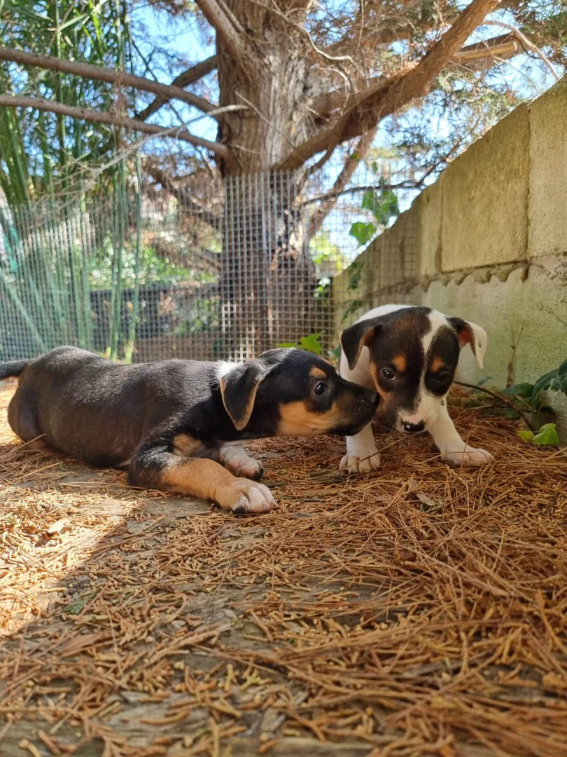 Cuccioli Amstaff Tricolore in Puglia | Foto 9