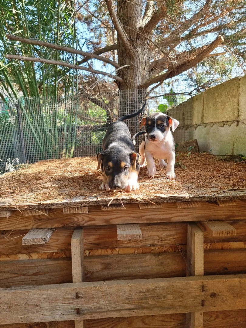 Cuccioli Amstaff Tricolore in Puglia | Foto 5