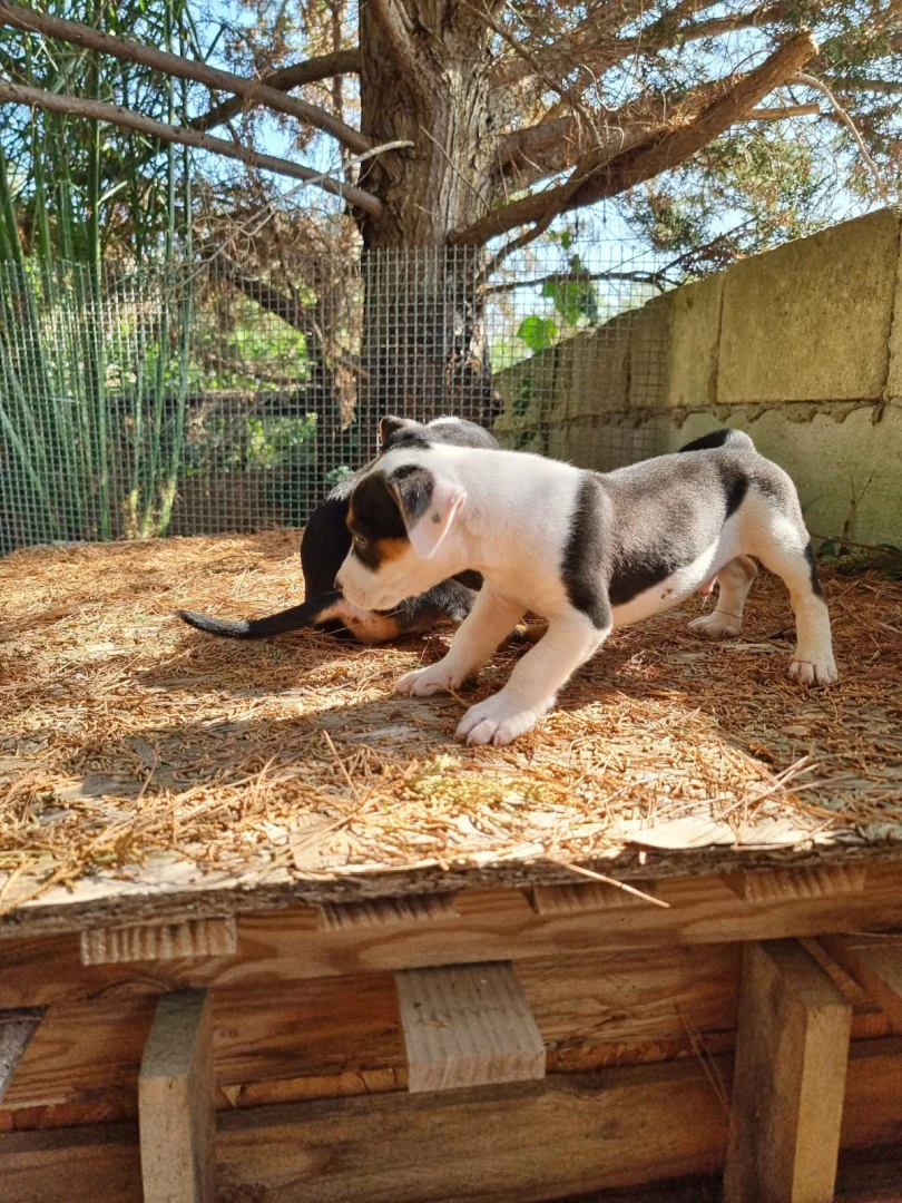 Cuccioli Amstaff Tricolore in Puglia | Foto 1