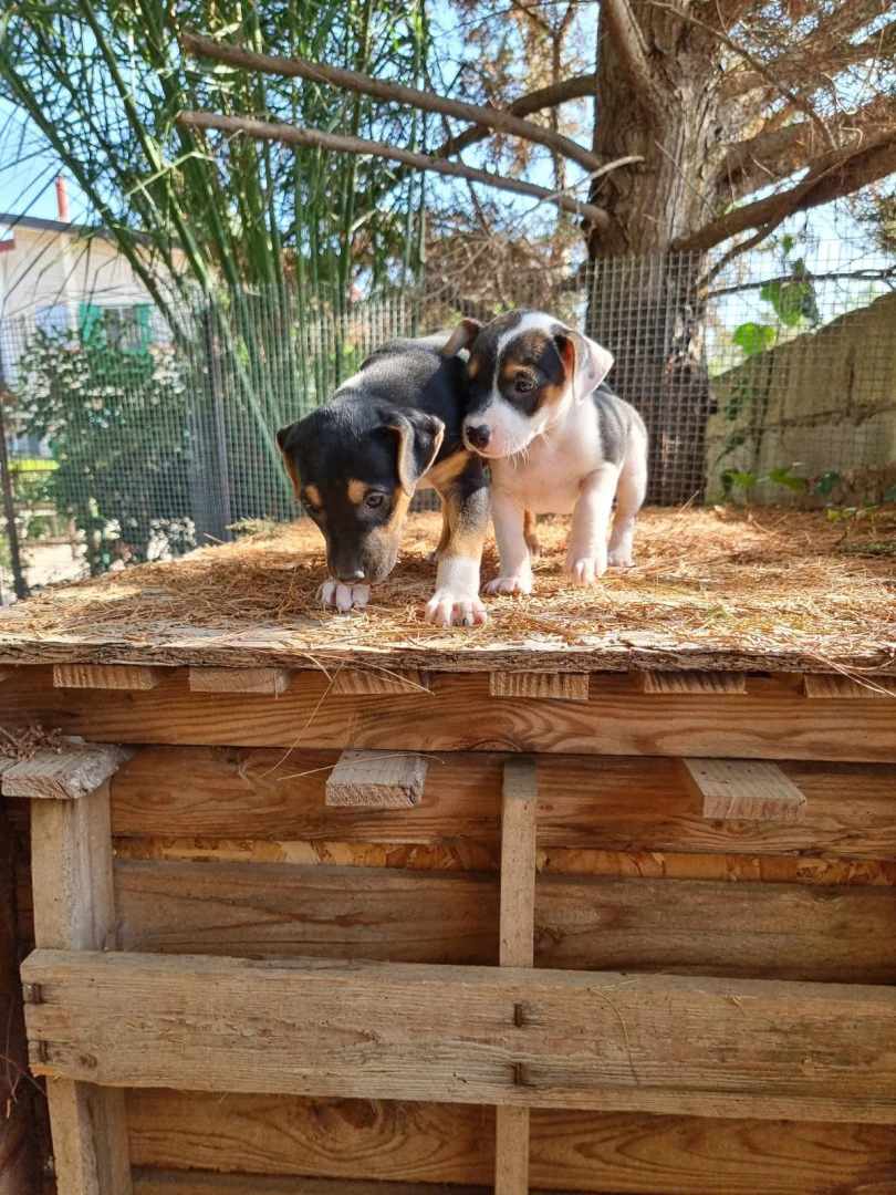 Cuccioli Amstaff Tricolore in Puglia | Foto 3