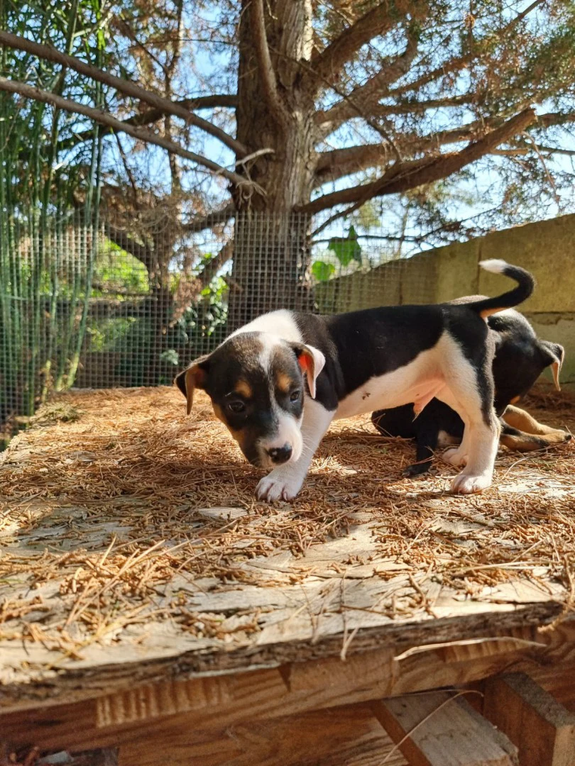 Cuccioli Amstaff Tricolore in Puglia | Foto 2