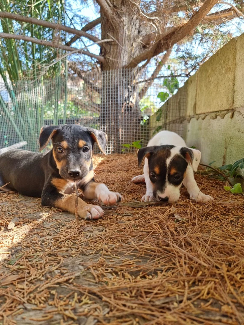 Cuccioli Amstaff Tricolore in Puglia | Foto 10