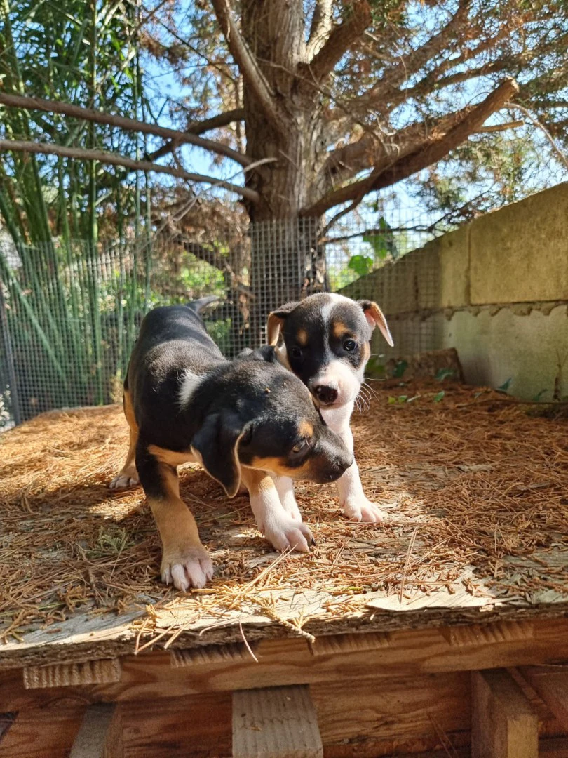 Cuccioli Amstaff Tricolore in Puglia | Foto 6