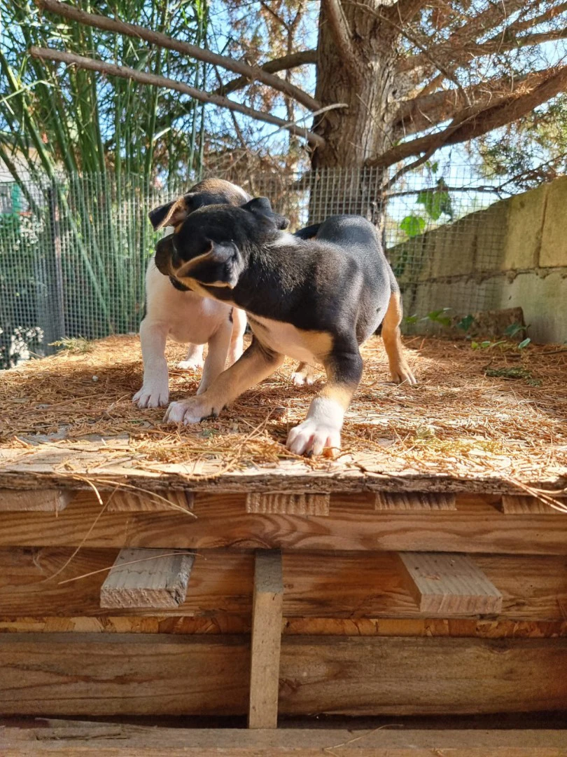 Cuccioli Amstaff Tricolore in Puglia | Foto 4