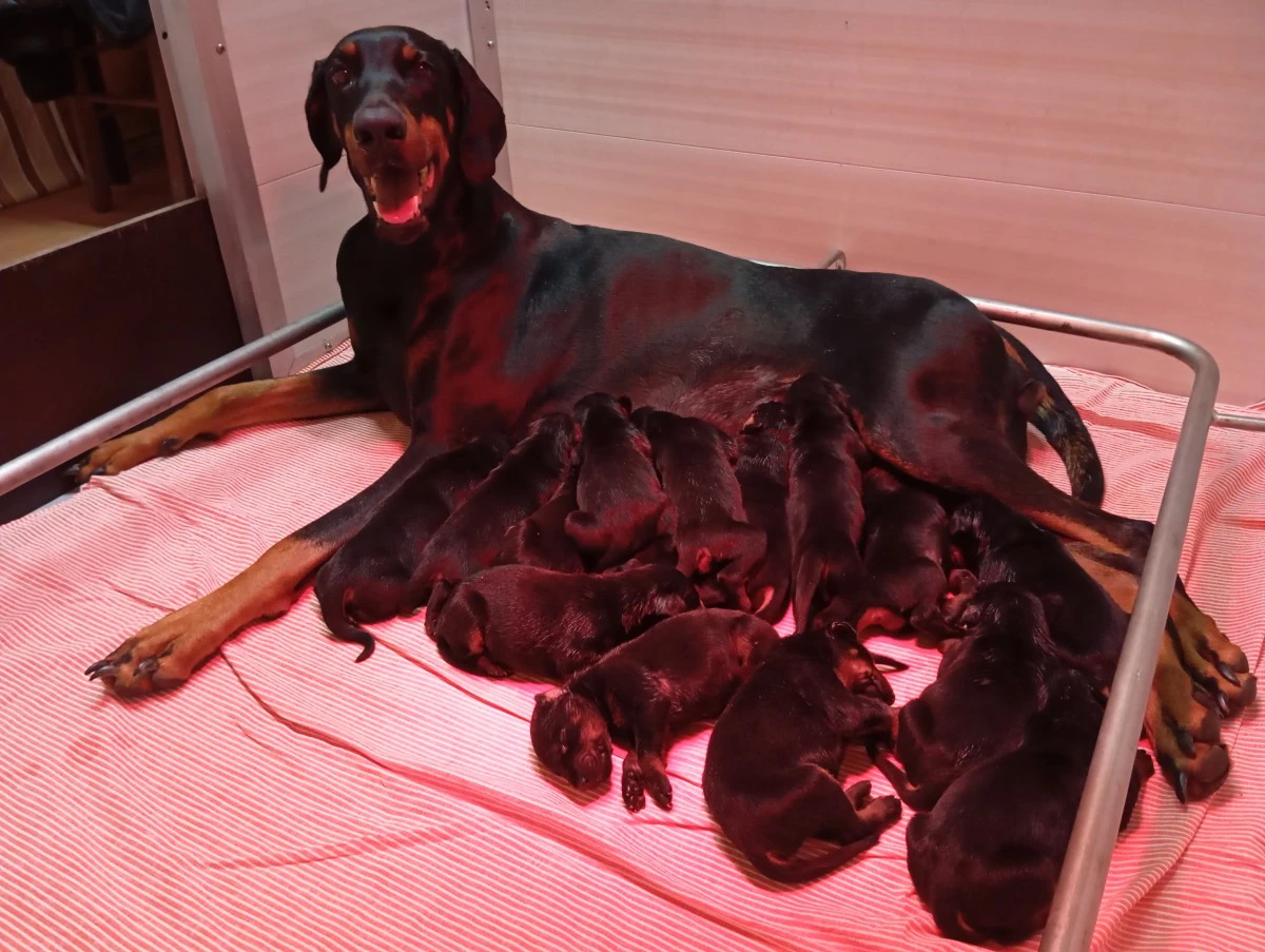 Cuccioli di Dobermann  | Foto 1