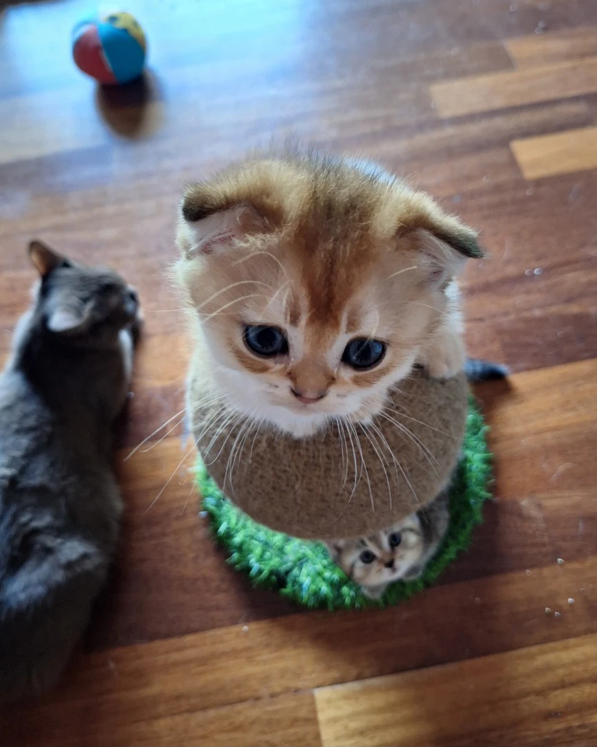 Cuccioli Scottish Fold e Straight  | Foto 3