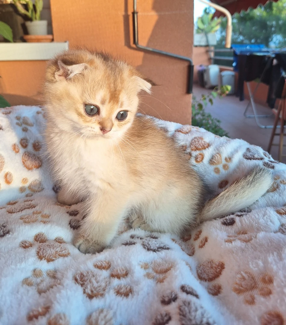 Cuccioli Scottish Fold e Straight  | Foto 2