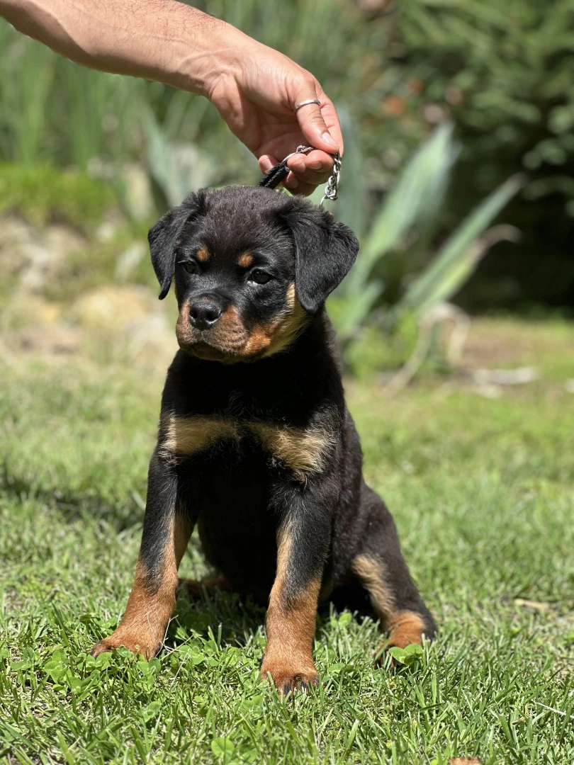 Cuccioli rottweiler alta genealogia  | Foto 11