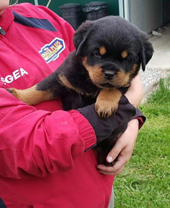 Cuccioli rottweiler alta genealogia  | Foto 3