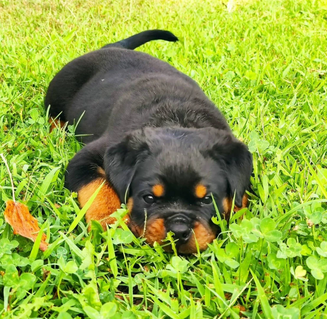 Cuccioli rottweiler alta genealogia  | Foto 7