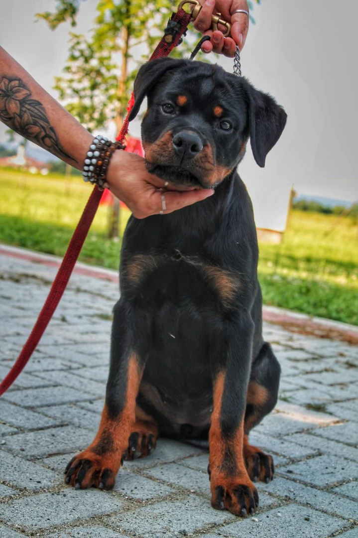 Cuccioli rottweiler alta genealogia  | Foto 2