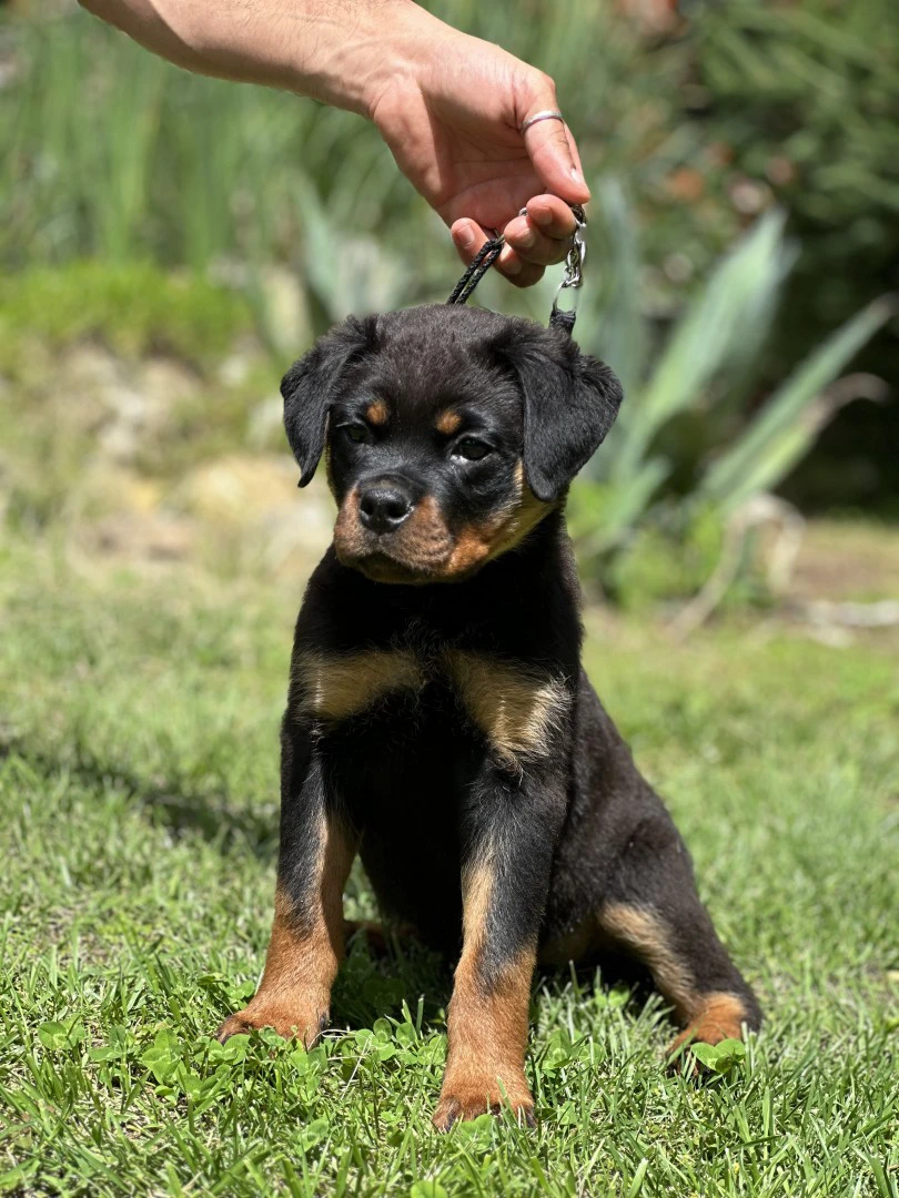 Cuccioli rottweiler alta genealogia  | Foto 10