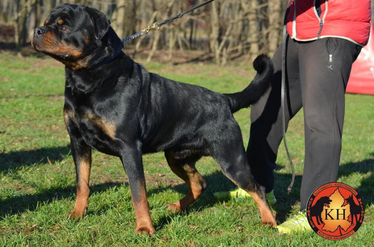 Cuccioli rottweiler alta genealogia  | Foto 1