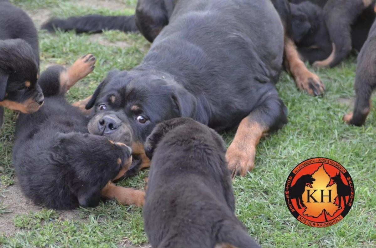 Cuccioli rottweiler alta genealogia  | Foto 9