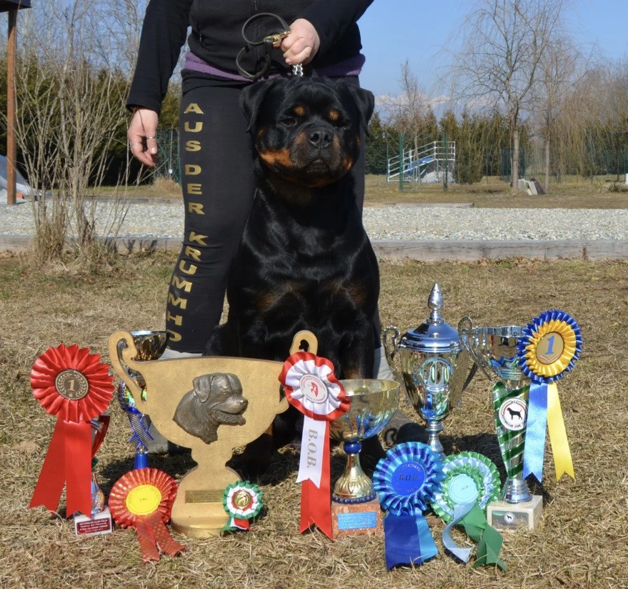 Cuccioli rottweiler alta genealogia  | Foto 5