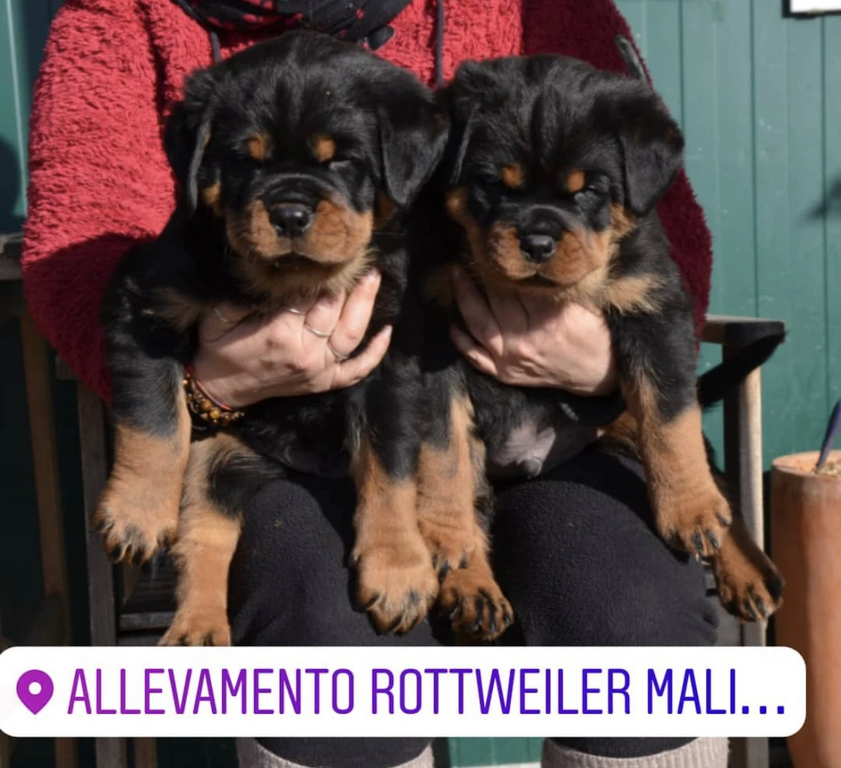 Cuccioli rottweiler alta genealogia  | Foto 4