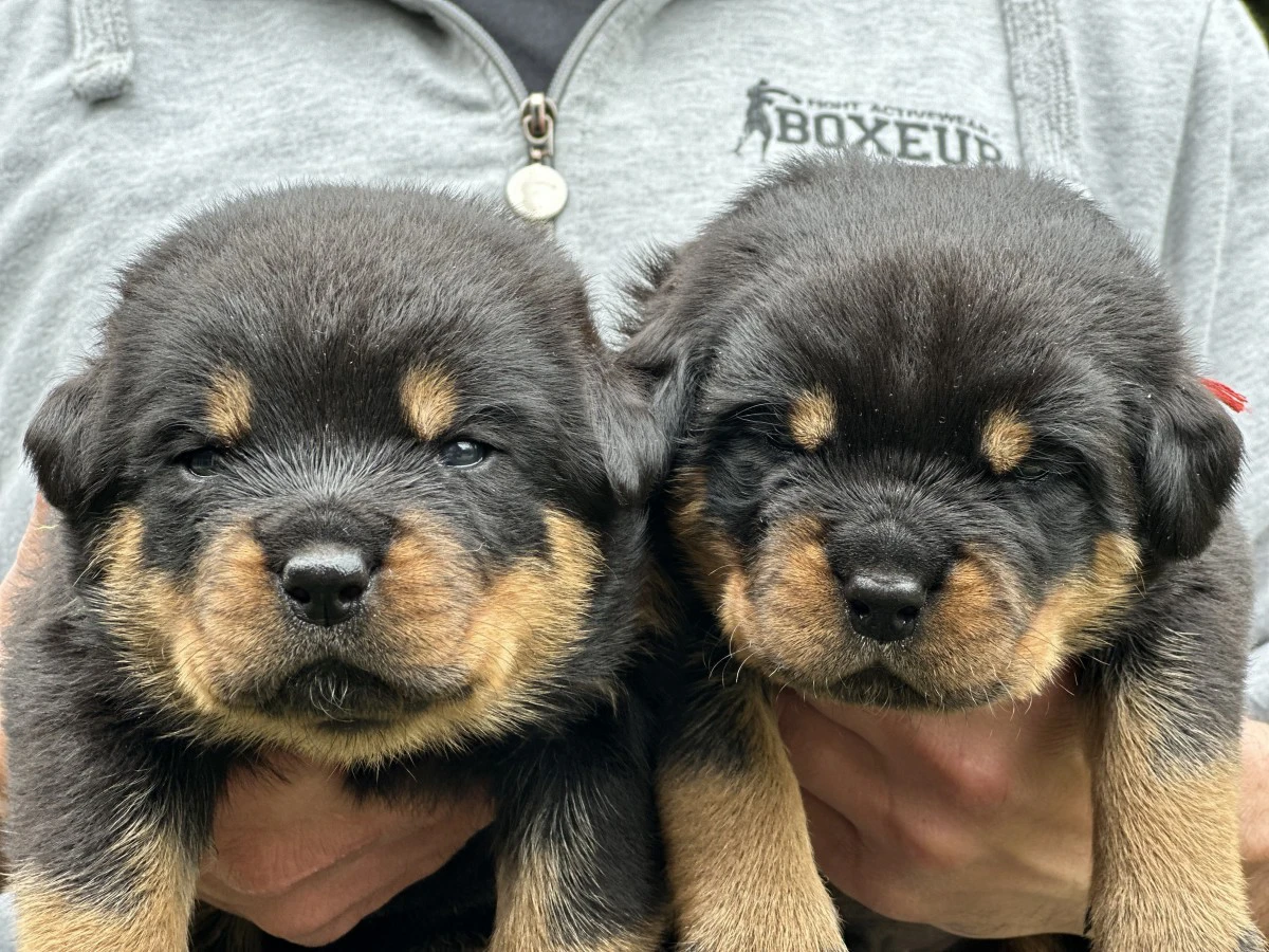 Cuccioli rottweiler alta genealogia  | Foto 8