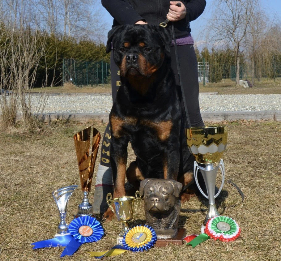 Cuccioli rottweiler alta genealogia  | Foto 6