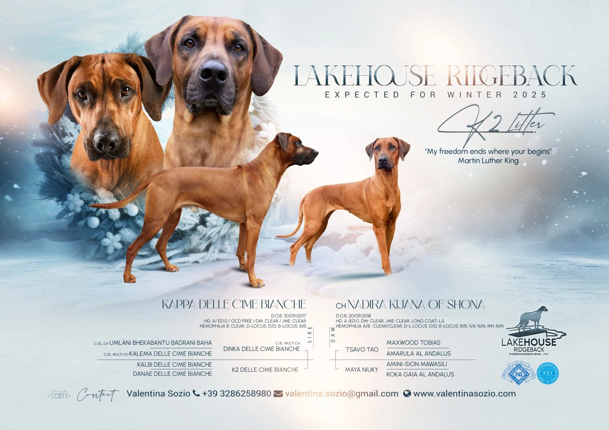 CUCCIOLI RHODESIAN RIDGEBACK IN ARRIVO | Foto 1