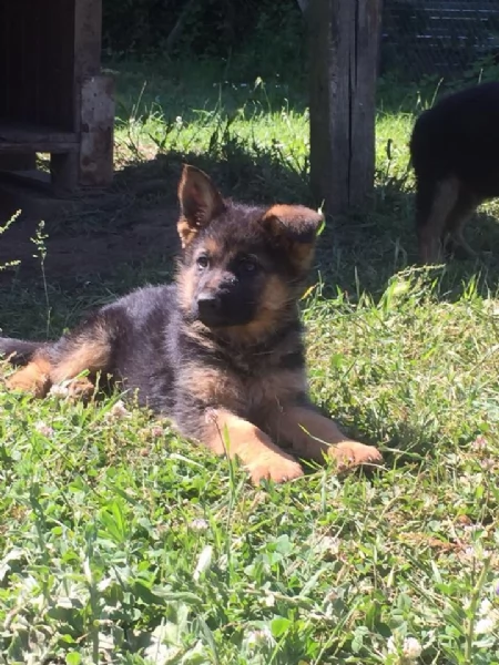 CUCCIOLI PASTORE TEEDESCO | Foto 3